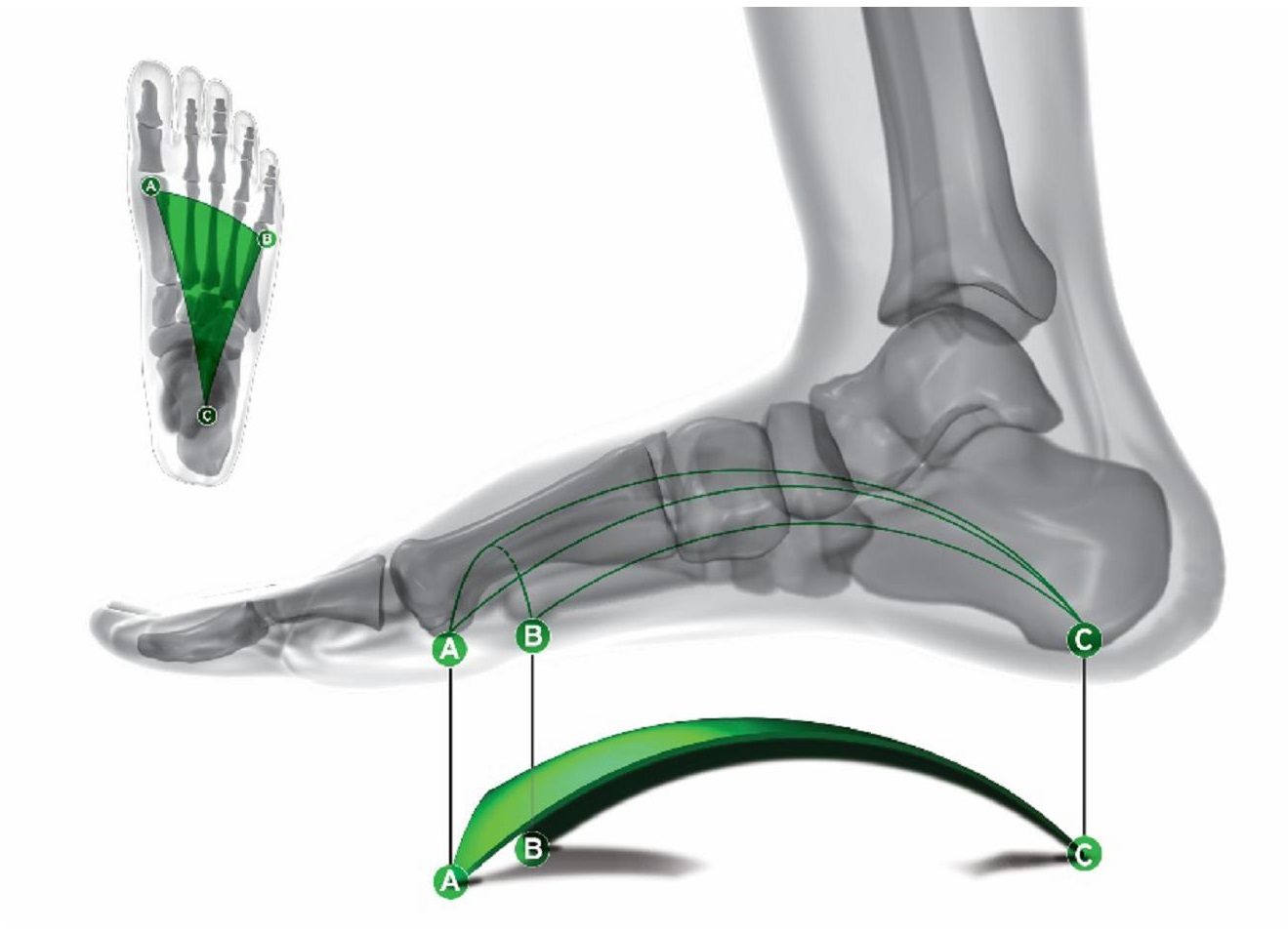 Tennessee Chiropractic Association Custom Molded, Flexible, Three